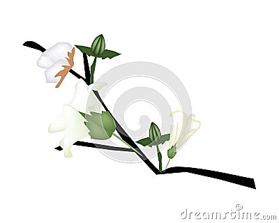 Fresh Cotton Flower with Bud on Branch Vector Illustration