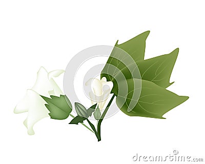 Fresh Cotton Flower with Bud on A Branch Vector Illustration