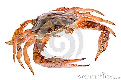 Fresh Crab Stock Photo