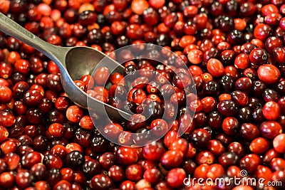 Fresh cranberries with metallic scoop Stock Photo