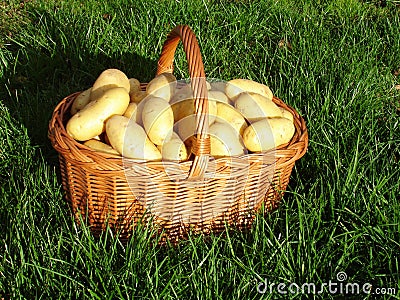 Fresh crop potatoes Stock Photo