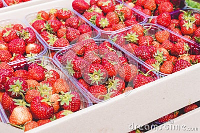 A fresh crop of ripe red organic strawberries lies in a cardboard box Stock Photo