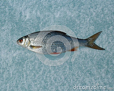 Fresh crucian fish catch on ice background, close-up Stock Photo