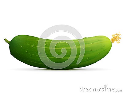 Fresh cucumber fruit close up Vector Illustration