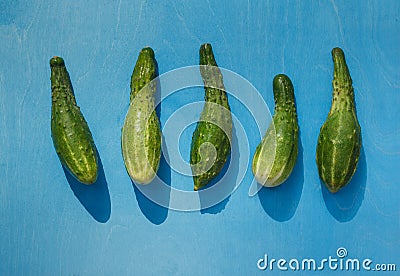 Fresh cucumbers an funny curved shape. Layout on a bright blue background with sharp shadows Stock Photo