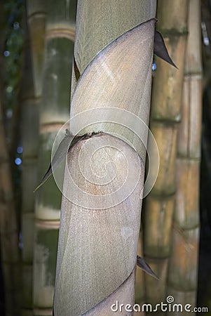 Dendrocalamus giganteus culm close up Stock Photo