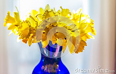Fresh cut spring daffodils presented on an abstract muted background. Stock Photo
