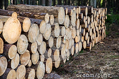 Fresh cut tree logs in the forest. Stock Photo