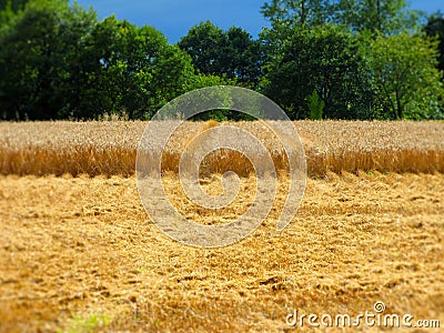 Fresh cut wheat field Stock Photo