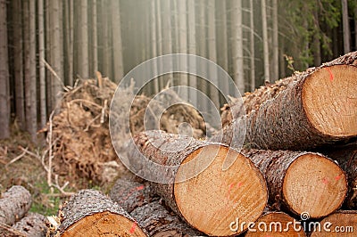 Fresh cut wood in the forest - Germany Stock Photo