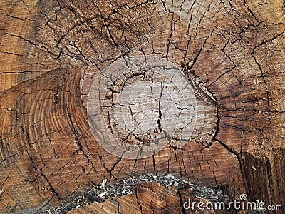 Fresh cutted tree circles Stock Photo