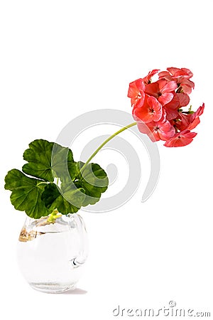 A fresh cutting of homemade potted geranium stands in water to build up the root system and then plant it in the ground. Stock Photo