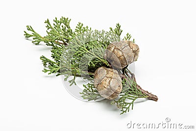 Fresh cypress branch with cones isolated on white background Stock Photo