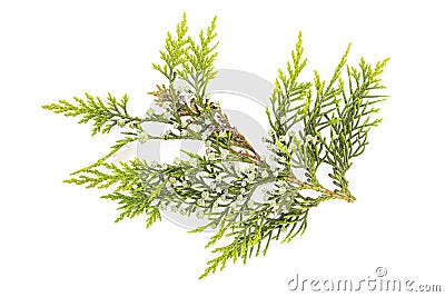 Fresh Cypress twig with growing cones isolated on white background Stock Photo
