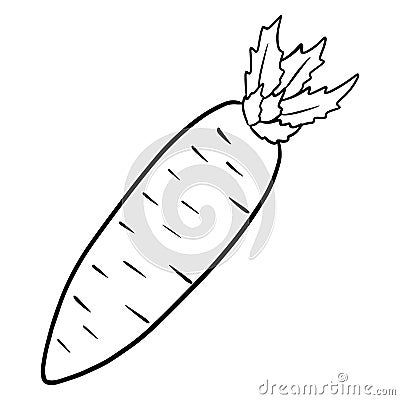 Fresh daikon. Japanese radish. Ingredient for dishes. Vector Illustration