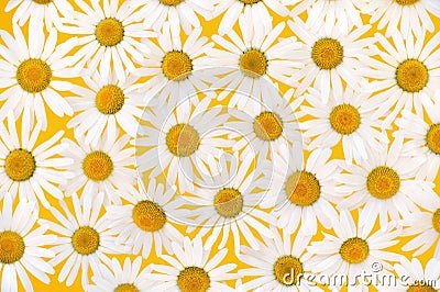 Fresh daisies over yellow background Stock Photo