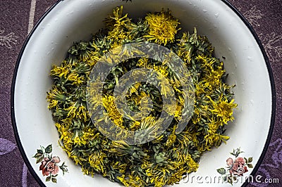 Fresh dandelion flowers prepared for use in cooking and medicinal purposes Stock Photo