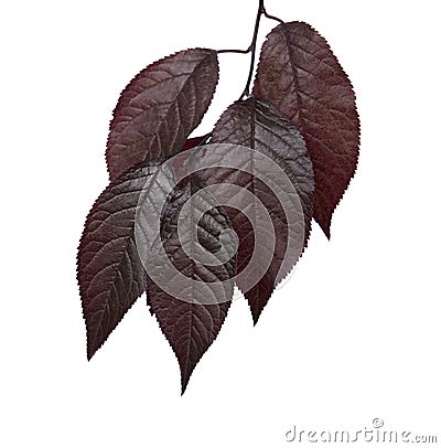 Fresh and dark red leaves of plums, isolated on a white background. Red leaves. Sunny pink branch with red leaves of a plum. Stock Photo
