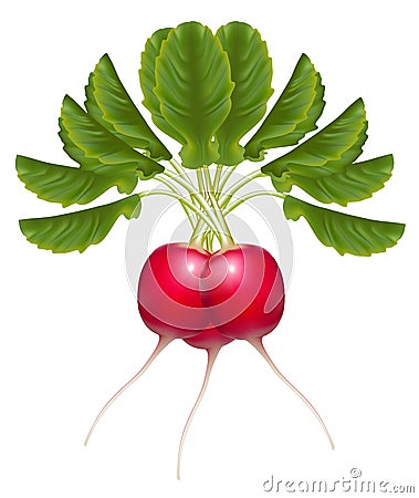 Fresh delicious radish bunch. Vector Illustration