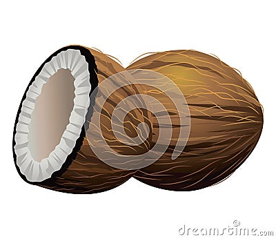 fresh and delicious tropical coconuts fruits Vector Illustration