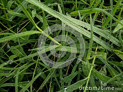 Fresh dew on green grass in the morning Stock Photo