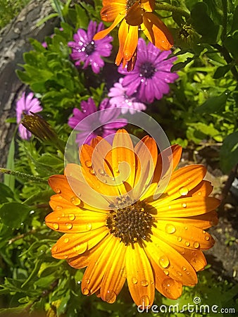 Fresh dew on perfect, bright daisies in the garden Stock Photo