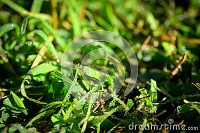 Fresh Dews on Grass Stock Photo