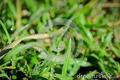 Fresh Dews on Grass Stock Photo