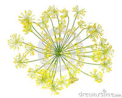 fresh dill flower isolated on white background Stock Photo