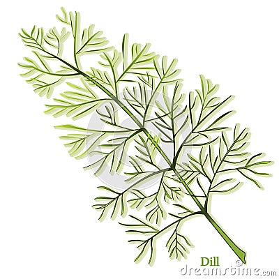 Fresh Dill Herb Vector Illustration