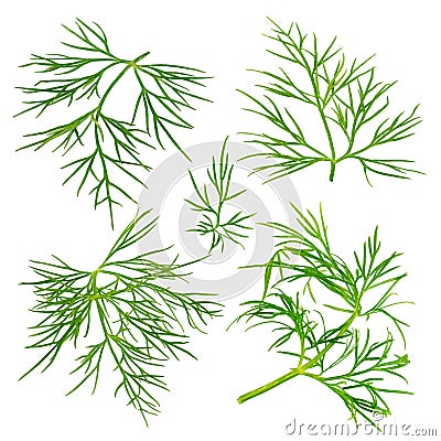 Fresh dill herb isolated on white background Stock Photo