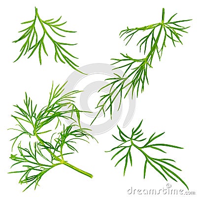 Fresh dill herb isolated on white background Stock Photo