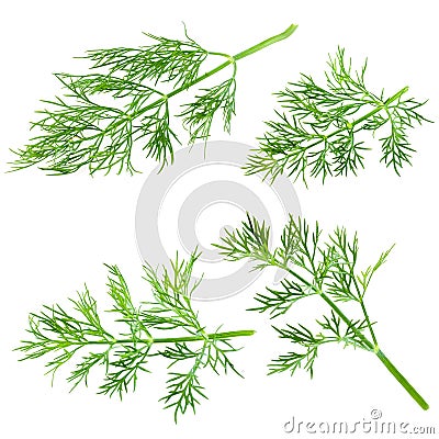 Fresh dill isolated on white Stock Photo