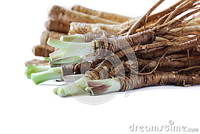 Fresh Quai or female ginseng root, Chinese herbal medicine. Stock Photo