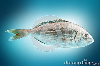 Fresh dorado fish. Stock Photo