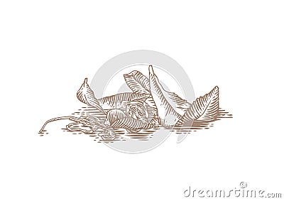 Fresh and dried leaves of tea Vector Illustration