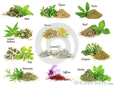 Fresh and dry aromatic herbs Stock Photo