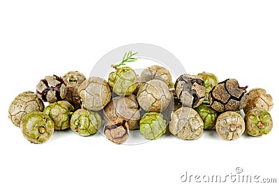 Fresh and dry cypress cones isolated on white background Stock Photo