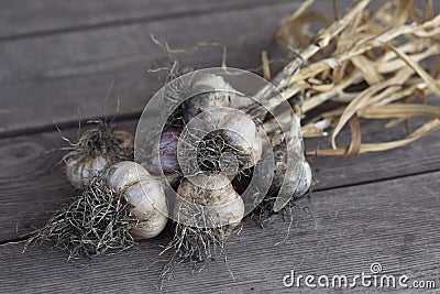 Fresh garlic after ingathering on wooden ristic surface Stock Photo