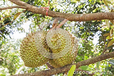 Fresh Durian Durio zibethinus king of tropical fruits growth in organic farm Stock Photo