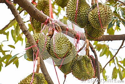 Fresh durian fruit hanging on the durian tree in the garden orchard tropical summer fruit waiting for the harvest nature farm on Stock Photo