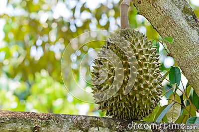 The Fresh durian on tree Stock Photo