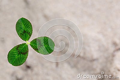 Fresh dutch clover & x28;Trifolium repens& x29; on a sand background Stock Photo