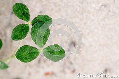 Fresh dutch clover & x28;Trifolium repens& x29; on a sand background Stock Photo