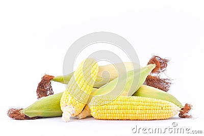 Fresh ear of sweet corn on cobs kernels or grains of ripe corn on white background corn vegetable isolated Stock Photo