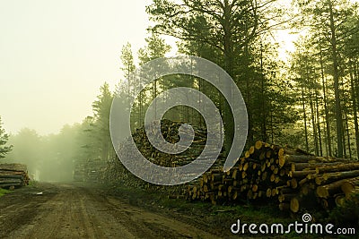 Fresh early morning mist in the forest. Beautiful sunrise in the woods cutting area with a fog. Stock Photo