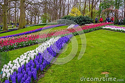 Fresh early spring pink, purple, white hyacinth bulbs. Flowerbed with hyacinths in Keukenhof park, Lisse, Holland, Netherlands Editorial Stock Photo