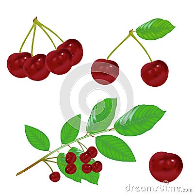 High quality red cherry vector with leaf Vector Illustration