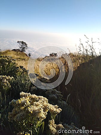 Fresh Edelweis flower Stock Photo