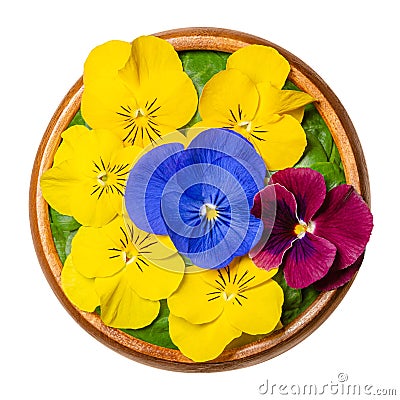 Fresh edible flowers, horned pansy over field salad leaves in wooden bowl Stock Photo